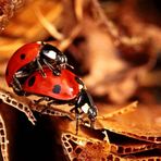 Coccinella septempunctata