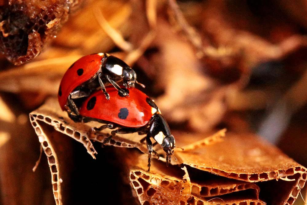 Coccinella septempunctata