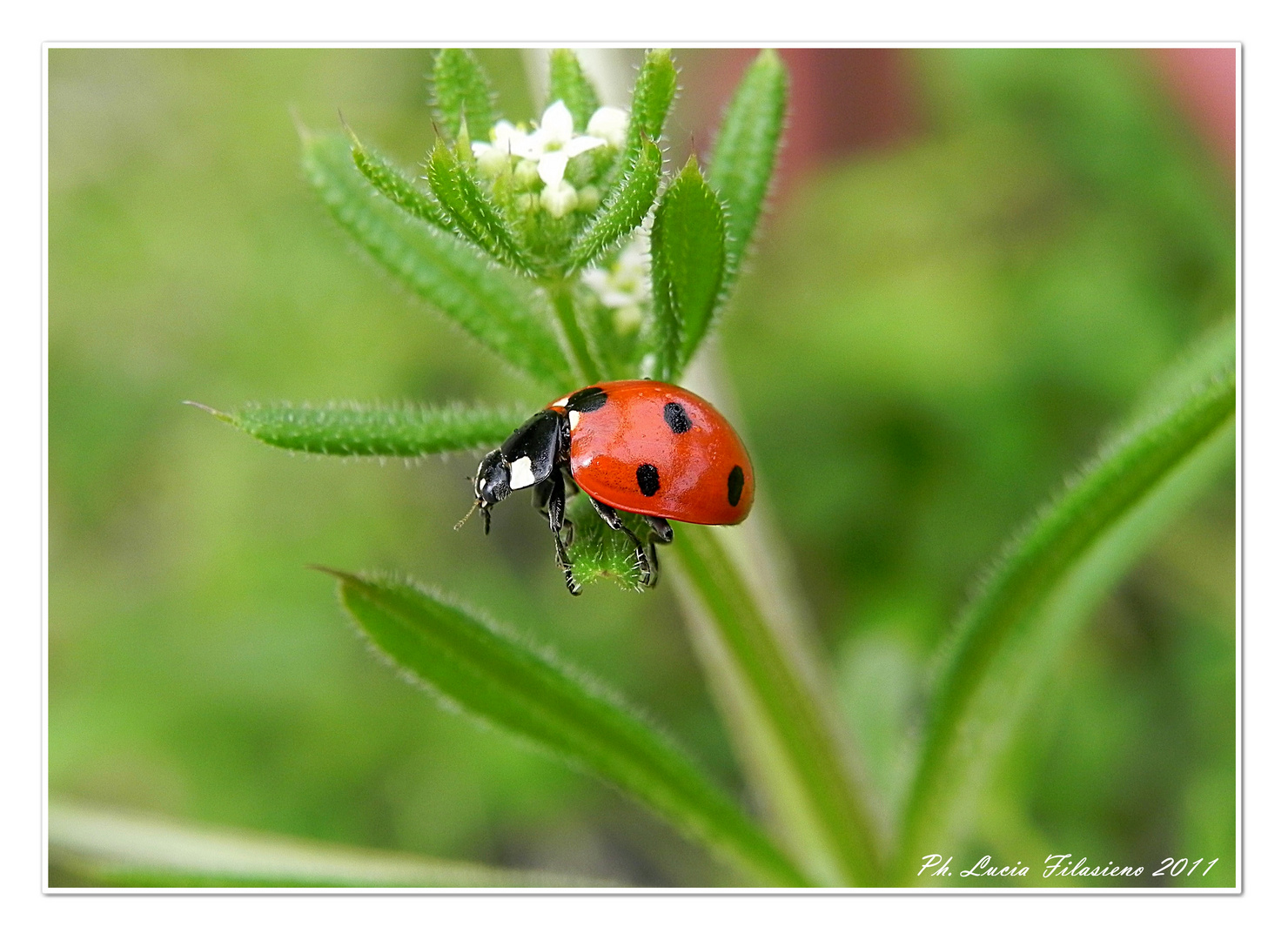 Coccinella septempunctata