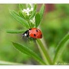 Coccinella septempunctata