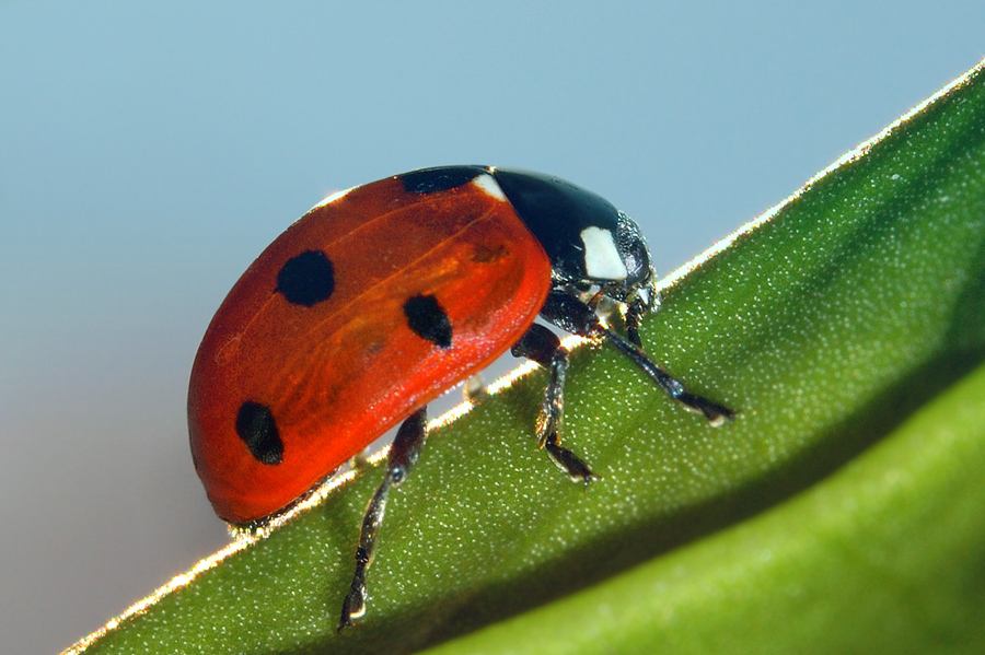 coccinella septempunctata