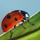 coccinella septempunctata