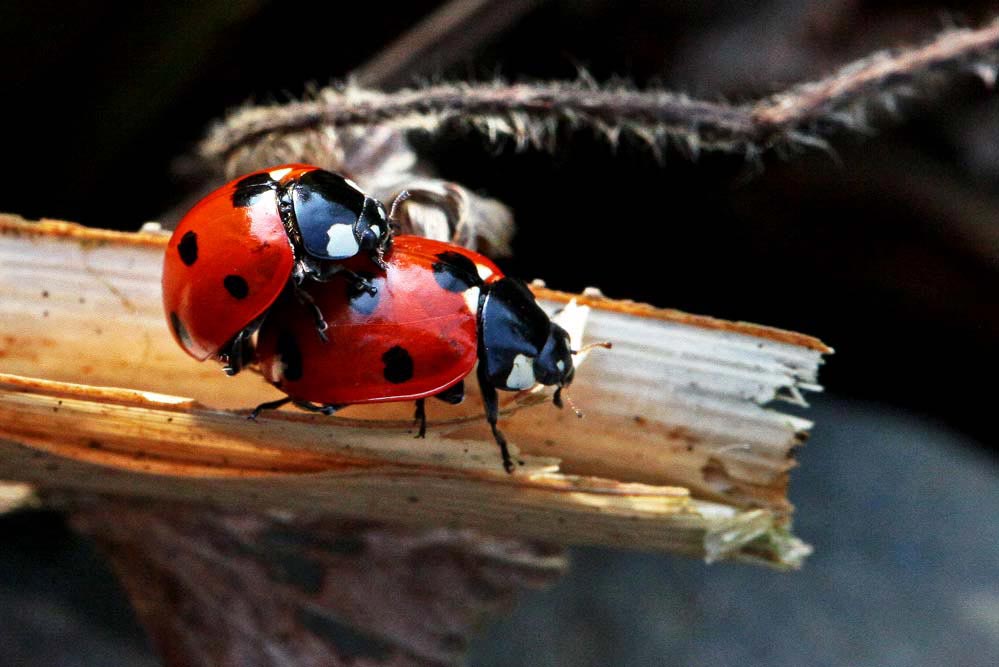 Coccinella septempunctata +