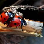 Coccinella septempunctata +