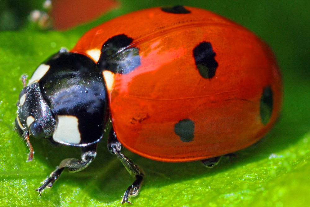 Coccinella septempunctata