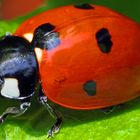 Coccinella septempunctata