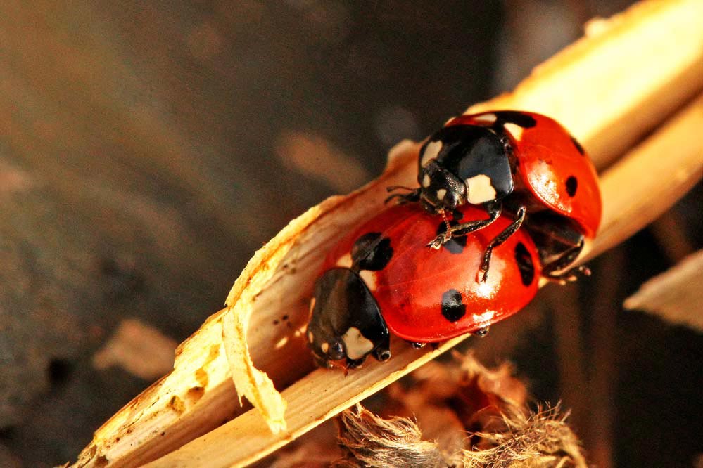 Coccinella septempunctata