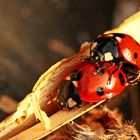 Coccinella septempunctata