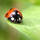 Coccinella septempunctata