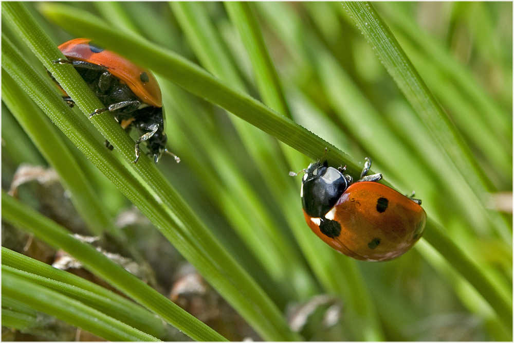 Coccinella septempunctata