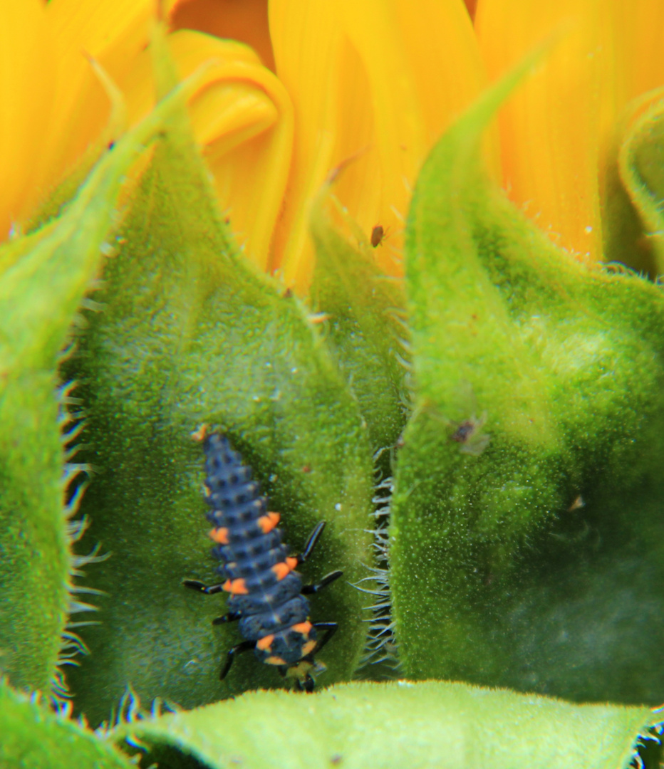 Coccinella septempunctata