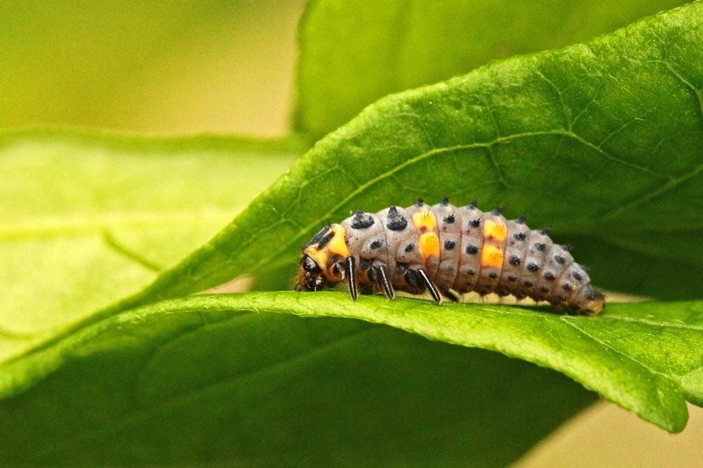 Coccinella septempunctata