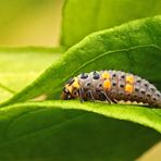 Coccinella septempunctata