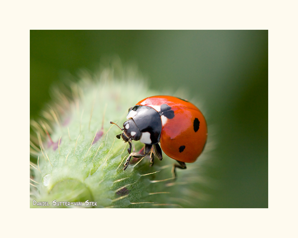 Coccinella septempunctata