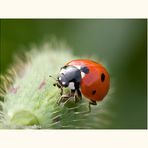 Coccinella septempunctata