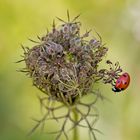 Coccinella septempunctata