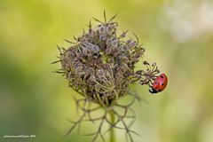 Coccinella septempunctata