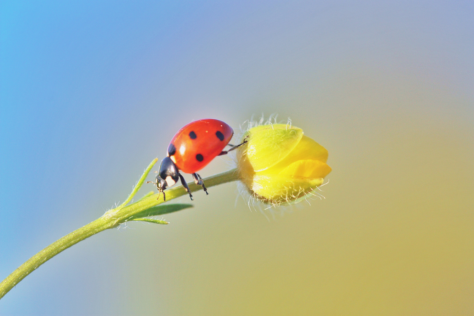 Coccinella septempunctata