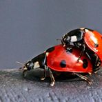 Coccinella septempunctata -