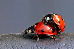 Coccinella septempunctata -