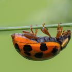 Coccinella septempunctata