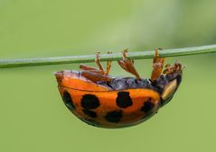 Coccinella septempunctata