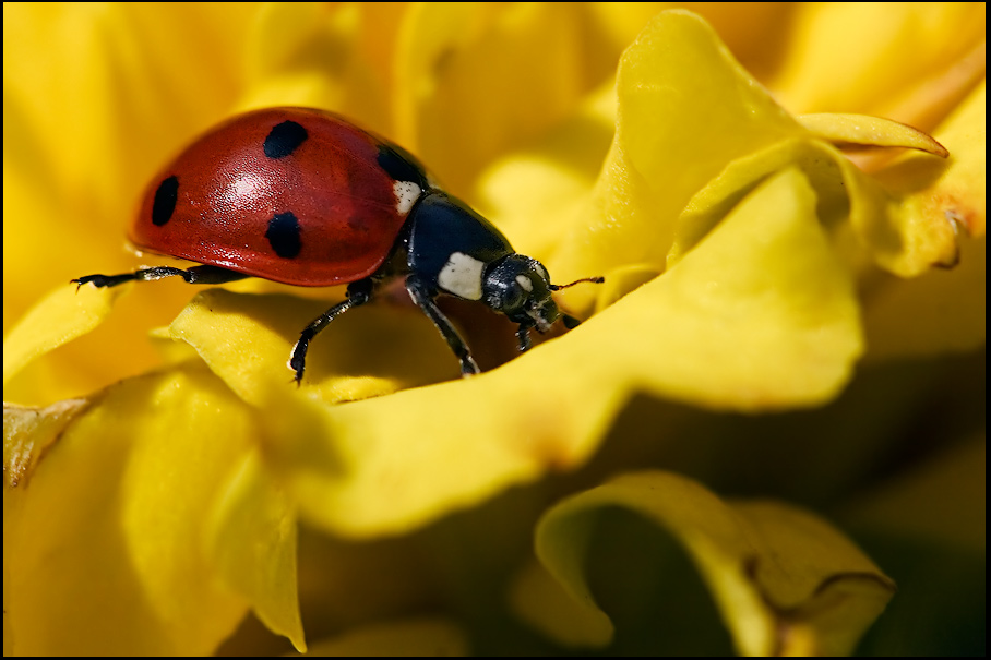 - Coccinella septempunctata -