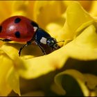 - Coccinella septempunctata -