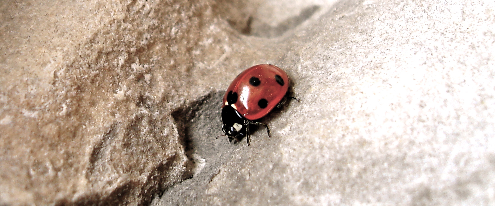 Coccinella septempunctata