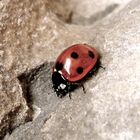 Coccinella septempunctata