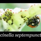 Coccinella septempunctata