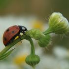 Coccinella septempunctata again