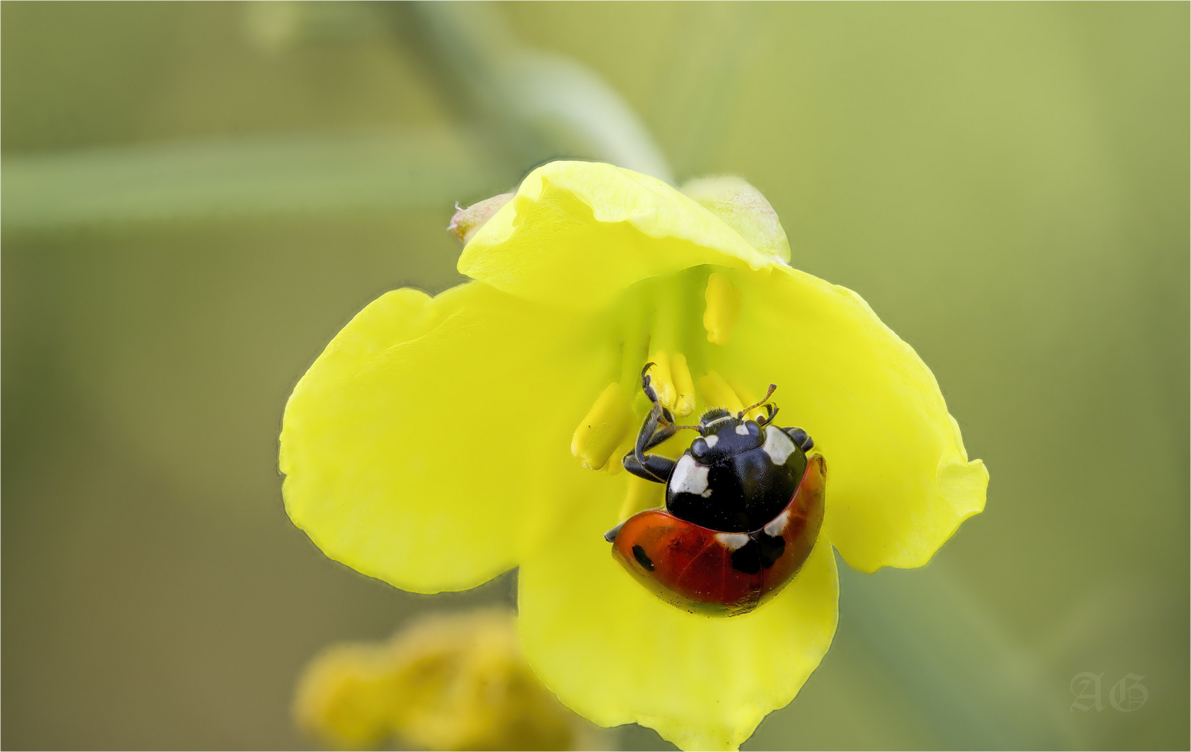 coccinella septempunctata