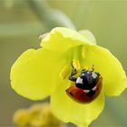 coccinella septempunctata