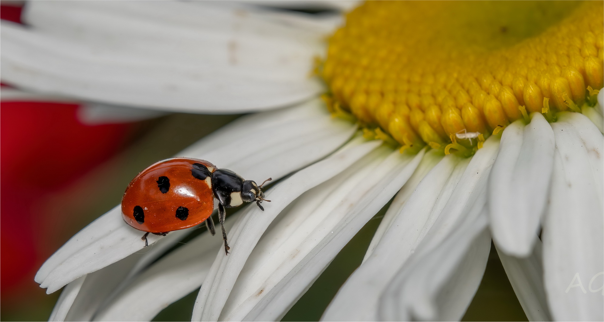 Coccinella septempunctata