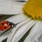 Coccinella septempunctata