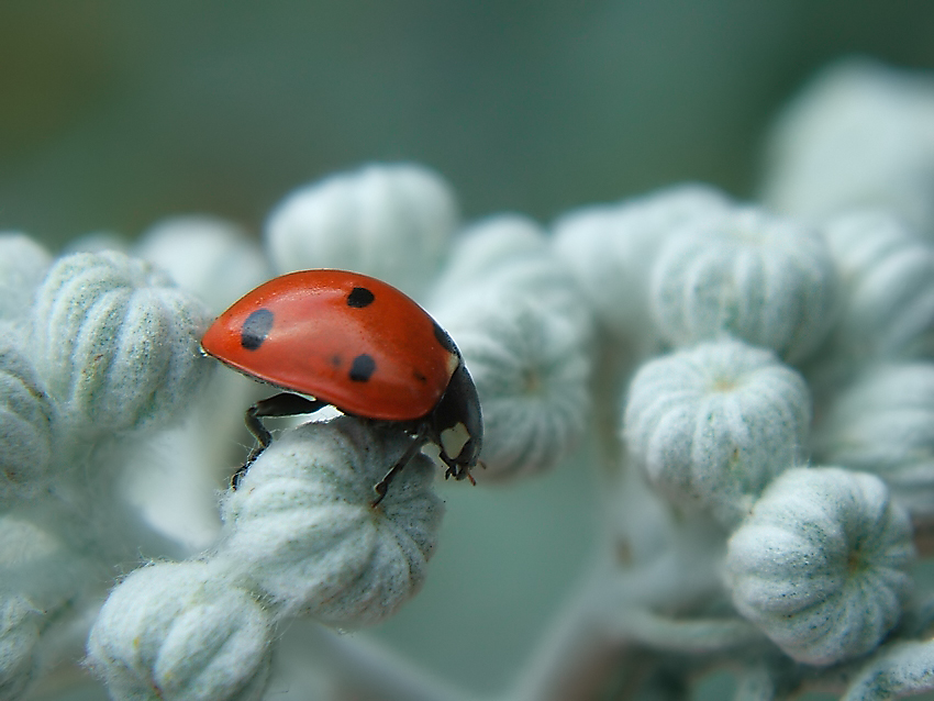 Coccinella septempunctata