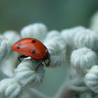 Coccinella septempunctata