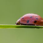 Coccinella septempunctata