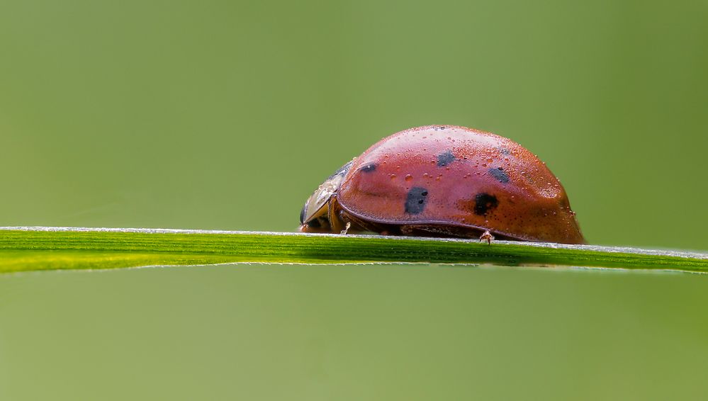 Coccinella septempunctata