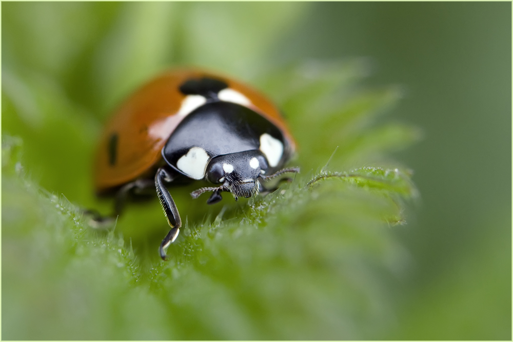 Coccinella septempunctata