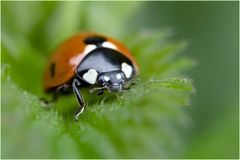 Coccinella septempunctata