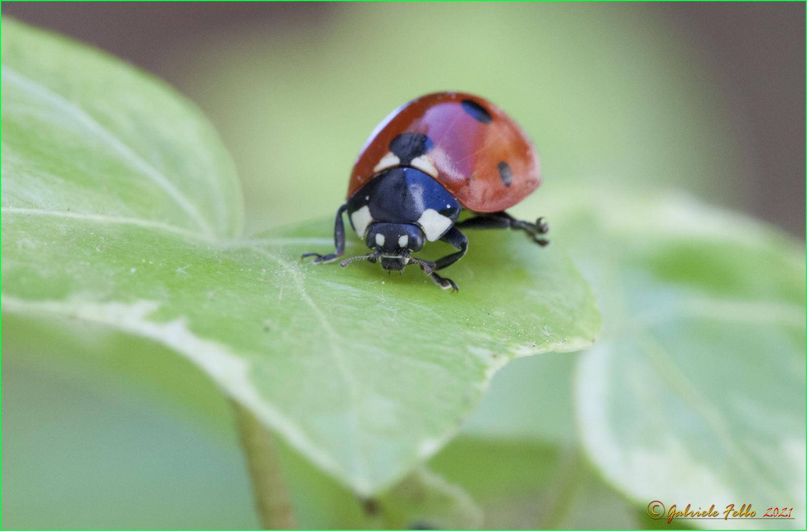 COCCINELLA  septempunctata Linnaeus, 1758