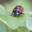 COCCINELLA  septempunctata Linnaeus, 1758