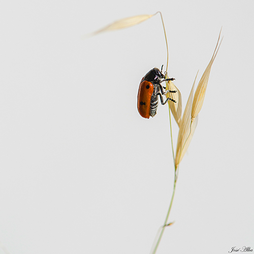 Coccinella septempunctata (Mariquita de siete puntos)