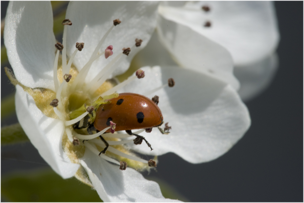 Coccinella septempunctata sur fleur de poirier (2)