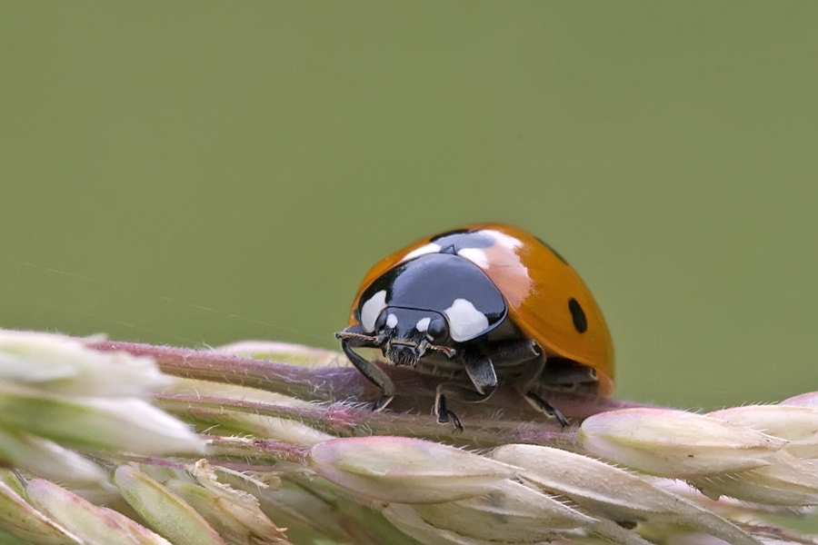 Coccinella septempunctata sur graminée