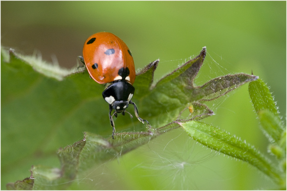 Coccinella septempunctata sur ortie