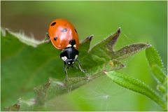 Coccinella septempunctata sur ortie