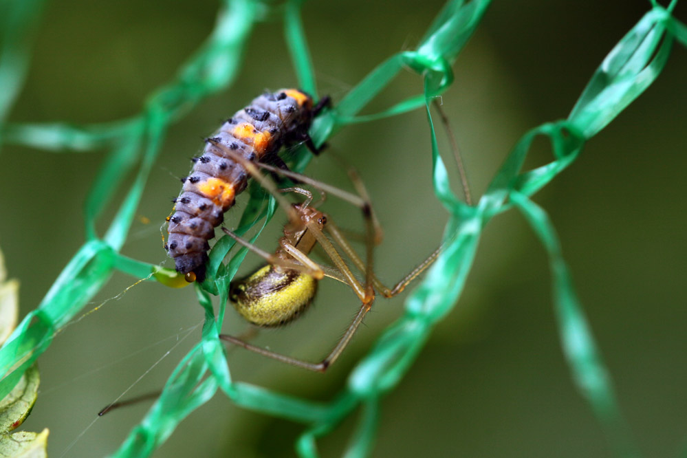 Coccinella septempunctata wird attakiert